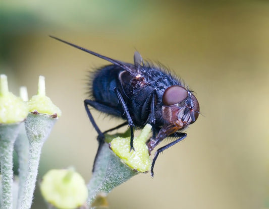 Blauwe bromvlieg (Calliphora vomitoria) van dichtbij