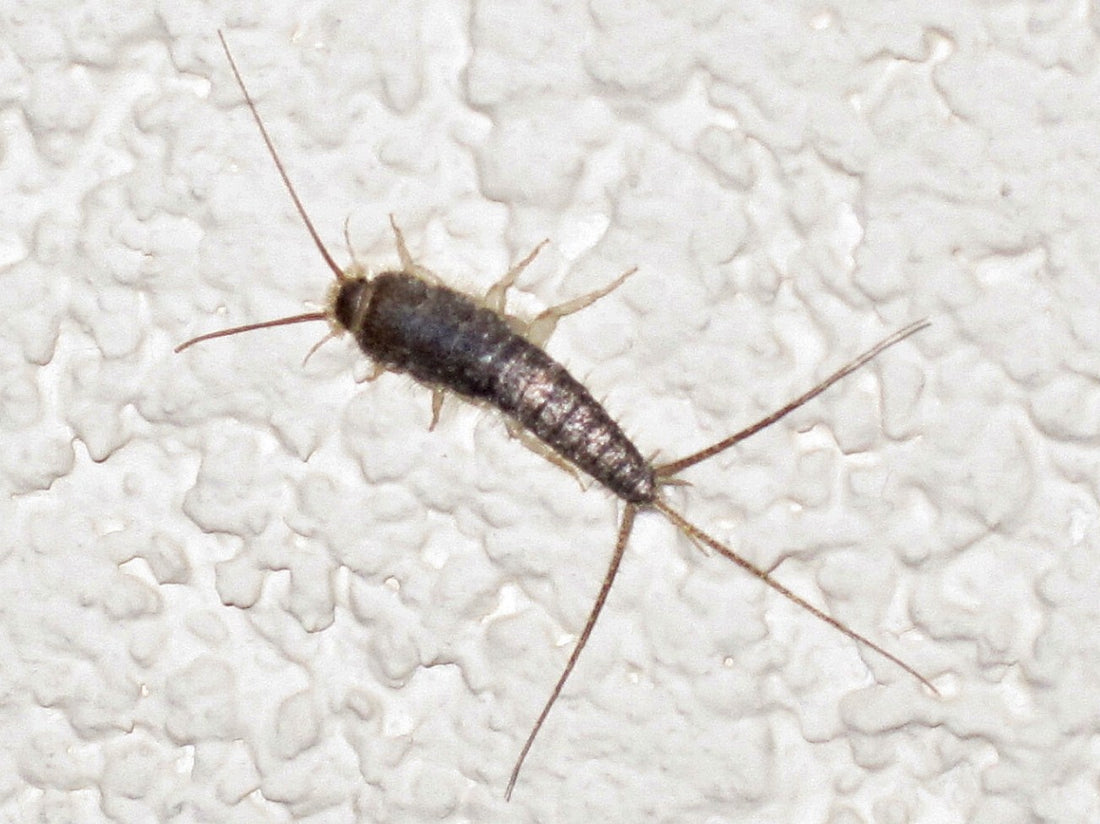 Papiervisje (Ctenolepisma longicaudatum) op een lichte ondergrond