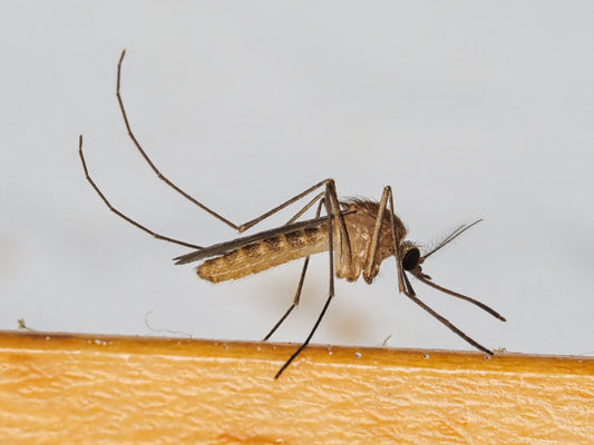Gewone steekmug (Culex pipiens), de huissteekmug die in Nederland het meest voorkomt