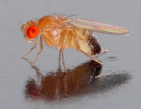 Fruitvliegje (Drosophila melanogaster) van opzij