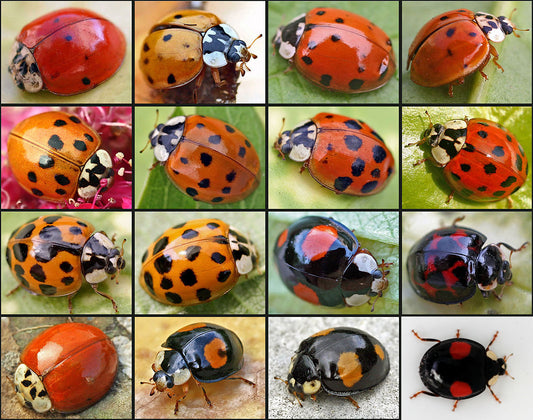 Aziatisch lieveheersbeestje (Harmonia axyridis) op een blad