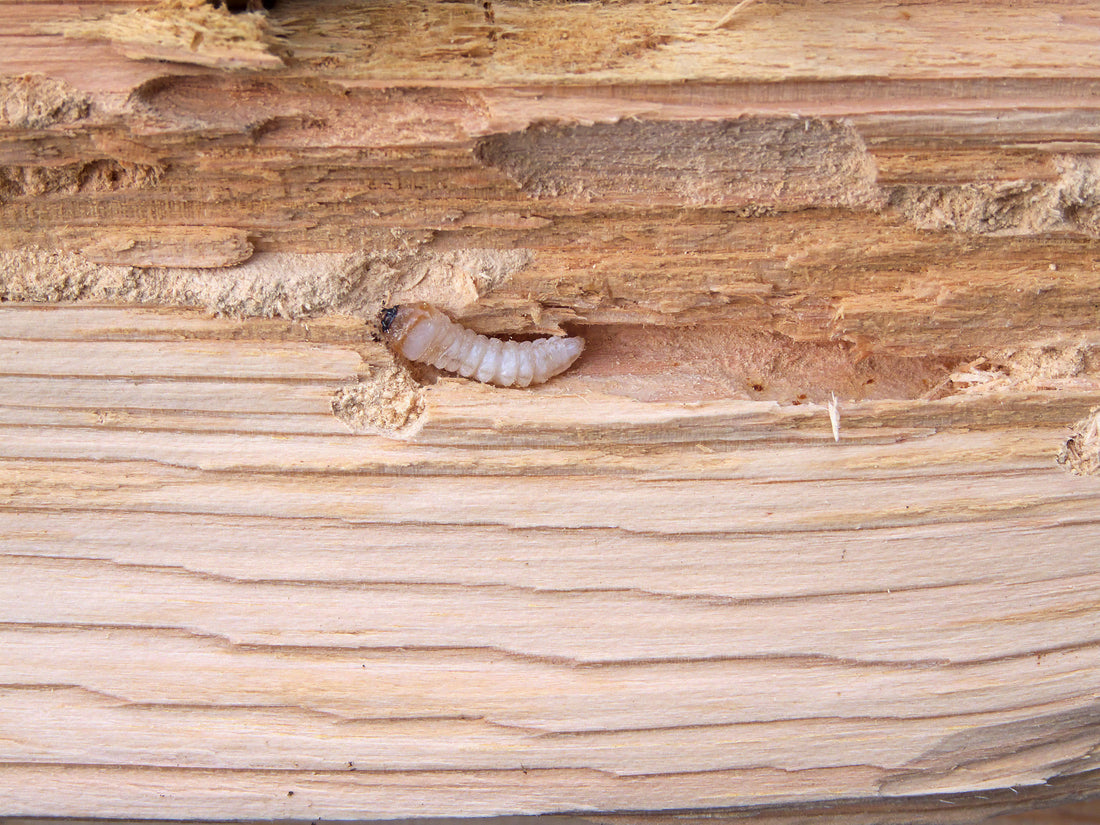 Huisboktor (Hylotrupes bajulus) op hout