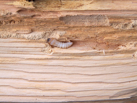 Huisboktor (Hylotrupes bajulus) op hout