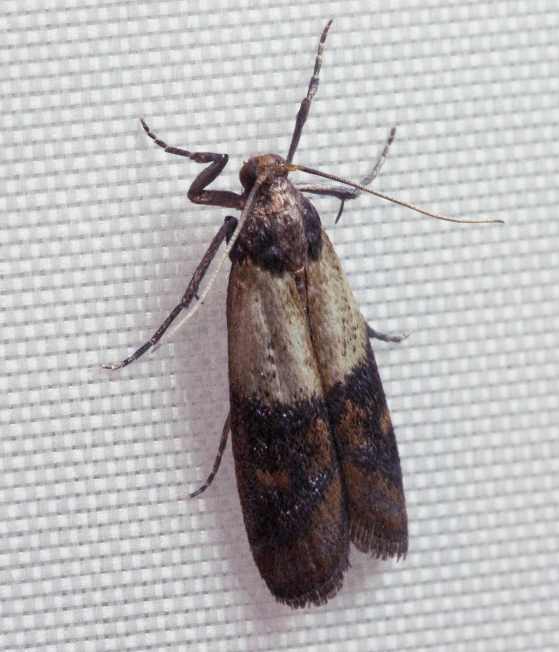 Voorraadmot / Indische meelmot (Plodia interpunctella)