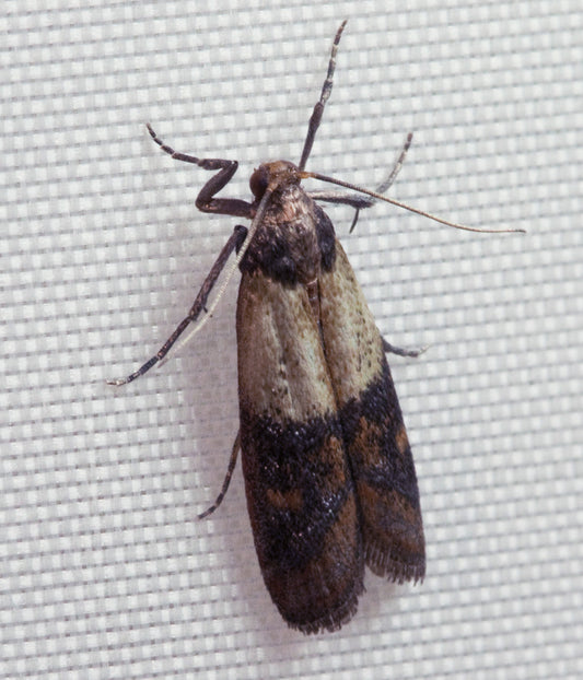 Voorraadmot / Indische meelmot (Plodia interpunctella)