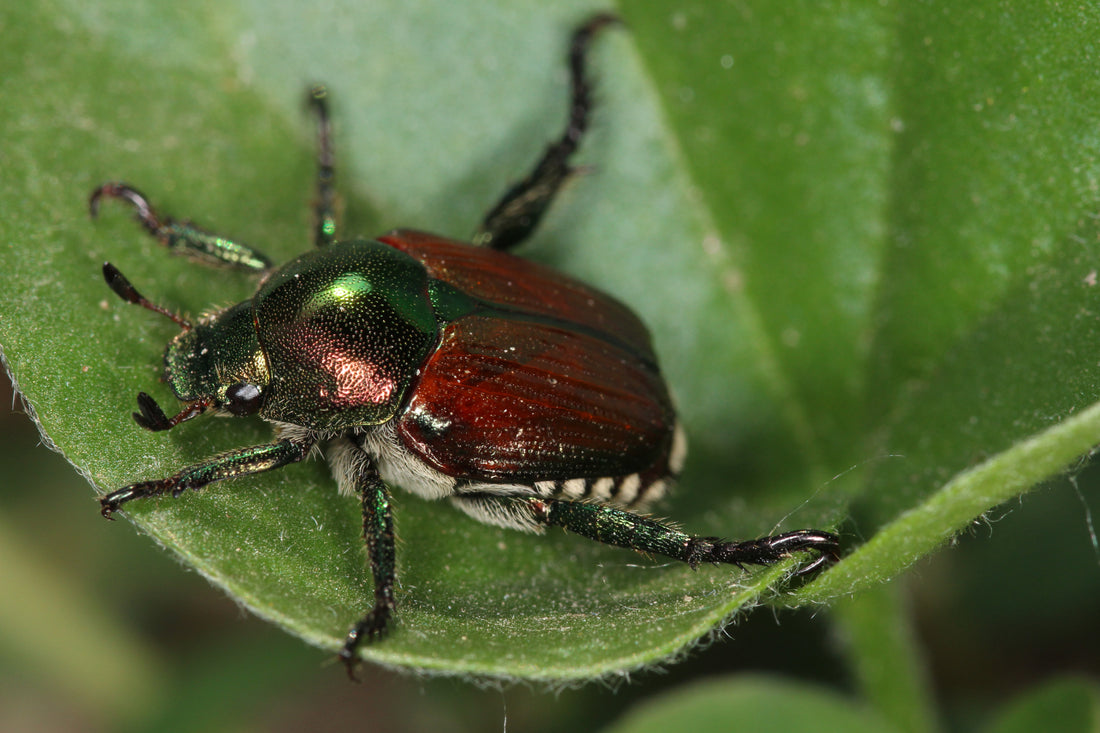 Japanse kever (Popillia japonica) met metaalgroene kop en koperbruine dekschilden op een blad