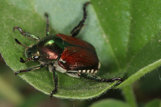 Japanse kever (Popillia japonica) met metaalgroene kop en koperbruine dekschilden op een blad