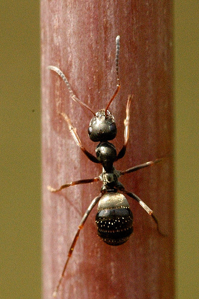 Zwarte wegmier (Lasius niger), de meest voorkomende mier in en om huis