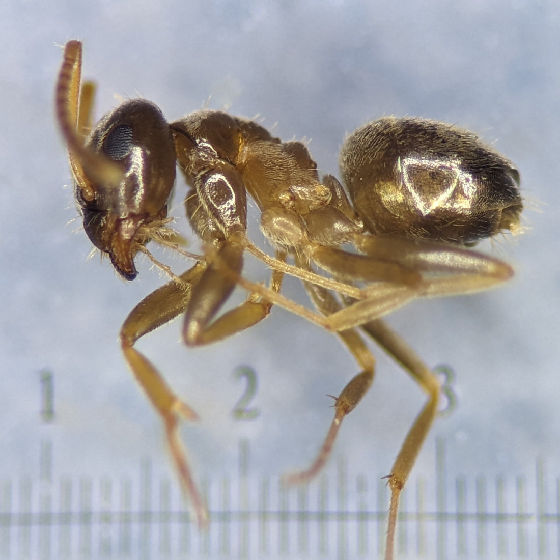 Plaagmier (Lasius neglectus) van dichtbij