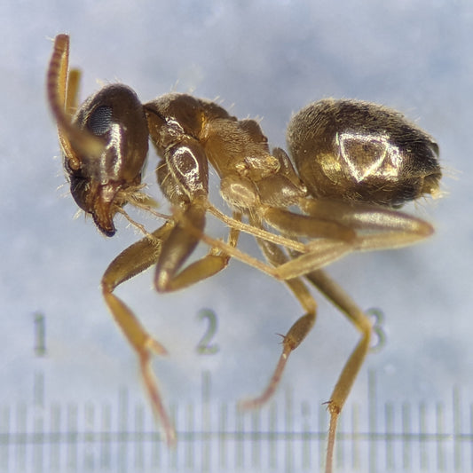 Plaagmier (Lasius neglectus) van dichtbij