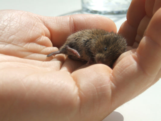 Veldmuis (Microtus arvalis) in een hand
