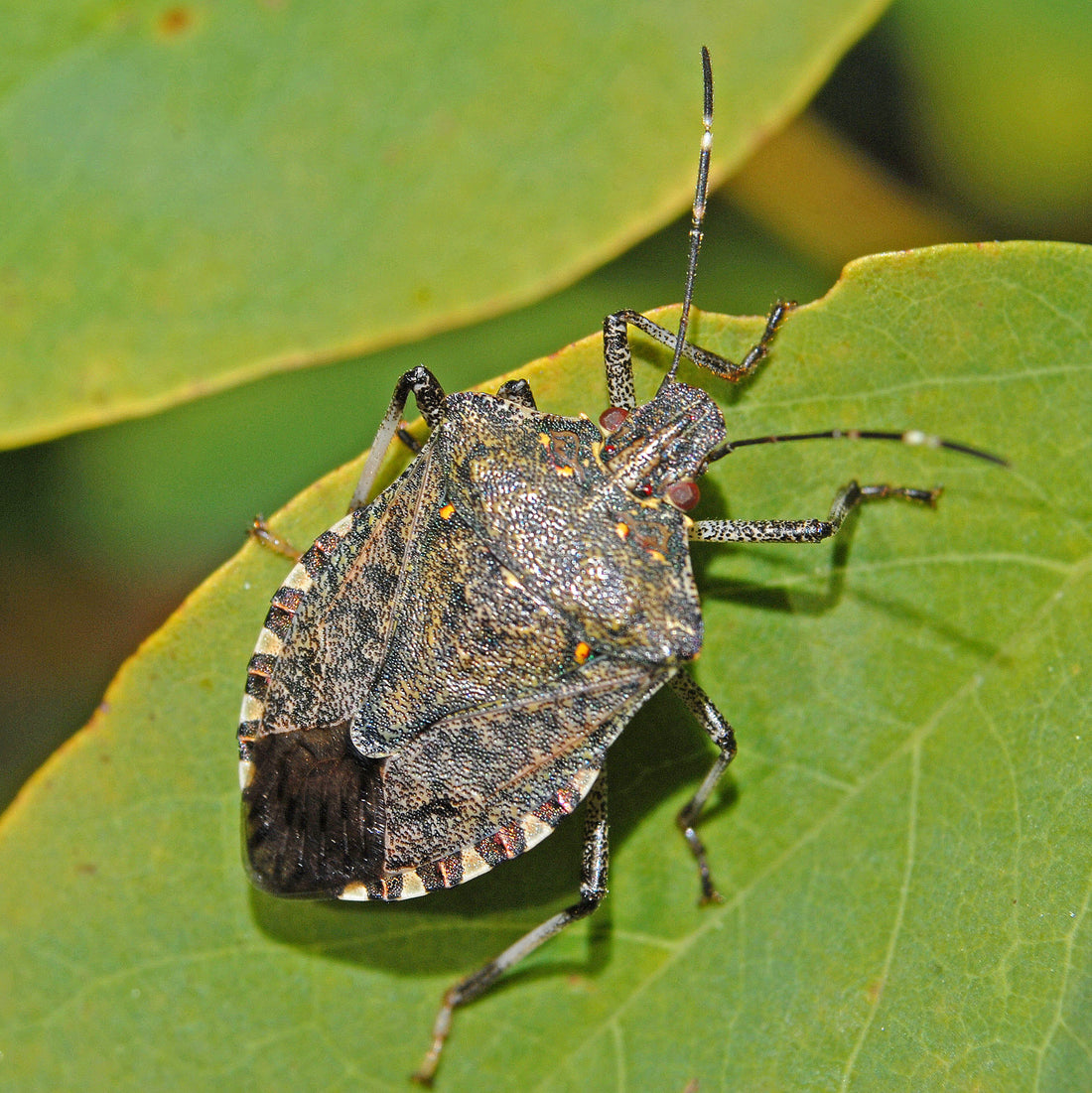 Bruine gemarmerde schildwants (stinkwants) op een blad