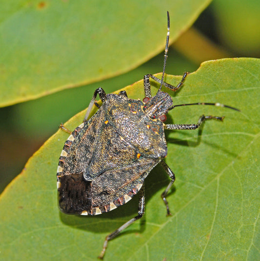 Bruine gemarmerde schildwants (stinkwants) op een blad