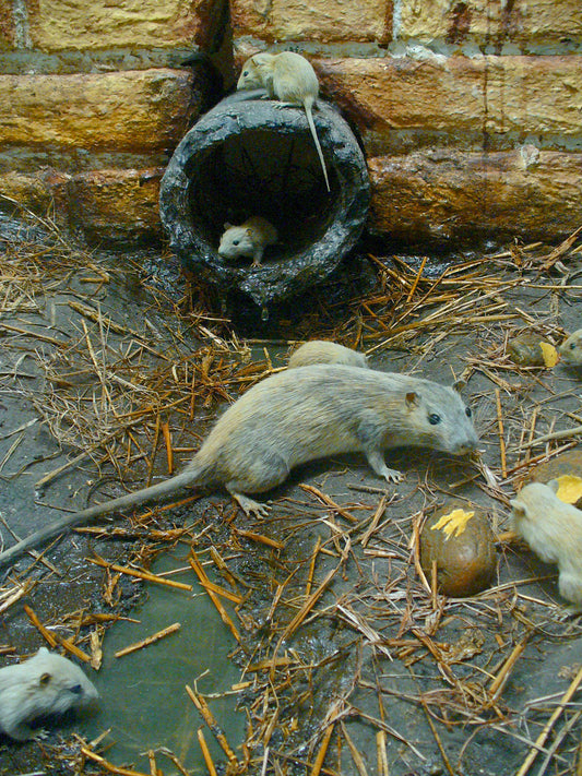Bruine rat (Rattus norvegicus)