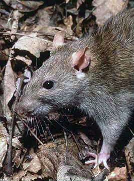Bruine rat (Rattus norvegicus)