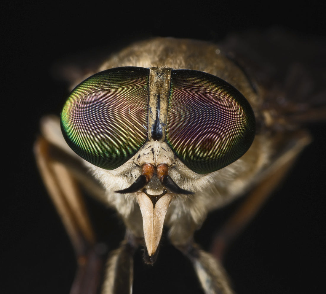 Kop van een daas (Tabanus sudeticus) met grote regenboogkleurige ogen