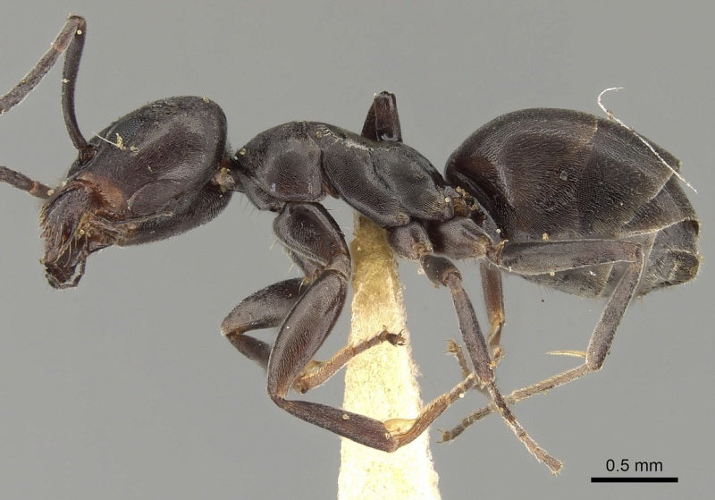 Mediterraan draaigatje (Tapinoma nigerrimum), close-up van de mier