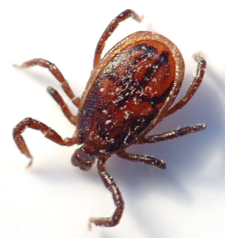 Close-up van een teek (Ixodes) op een blad