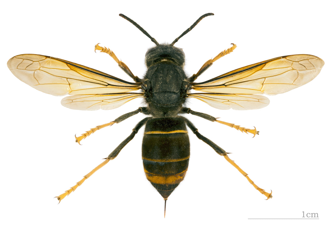 Aziatische hoornaar (Vespa velutina), close-up van bovenaf