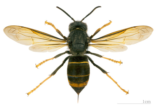 Aziatische hoornaar (Vespa velutina), close-up van bovenaf
