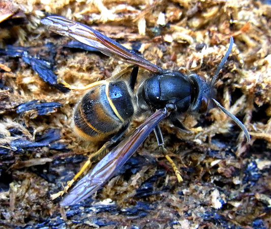 Geelpoothoornaar (Vespa velutina)
