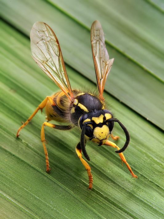 Duitse wesp (Vespula germanica) van dichtbij