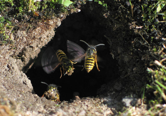Gewone wesp (Vespula vulgaris) bij de ingang van het nest