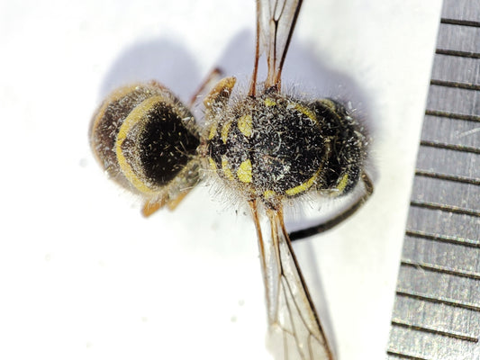 Gewone wesp (Vespula vulgaris) van dichtbij