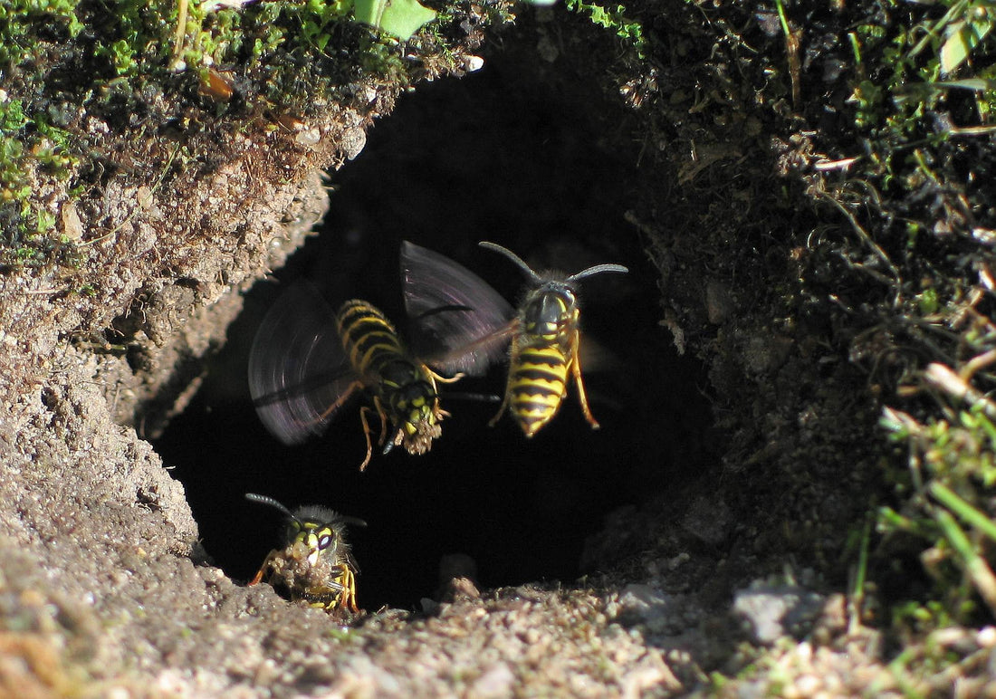 Gewone wesp (Vespula vulgaris) bij de ingang van het nest