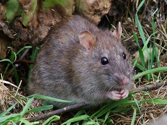 Bruine rat (Rattus norvegicus) in het gras