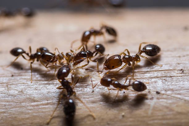 Wat werkt wel en wat werkt niet tegen mieren - Dierplagenshop