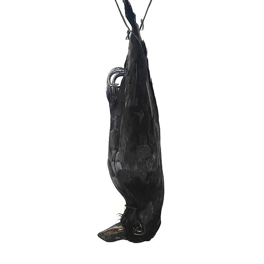 Gevederde hangende zwarte kraai - Dierplagenshop
