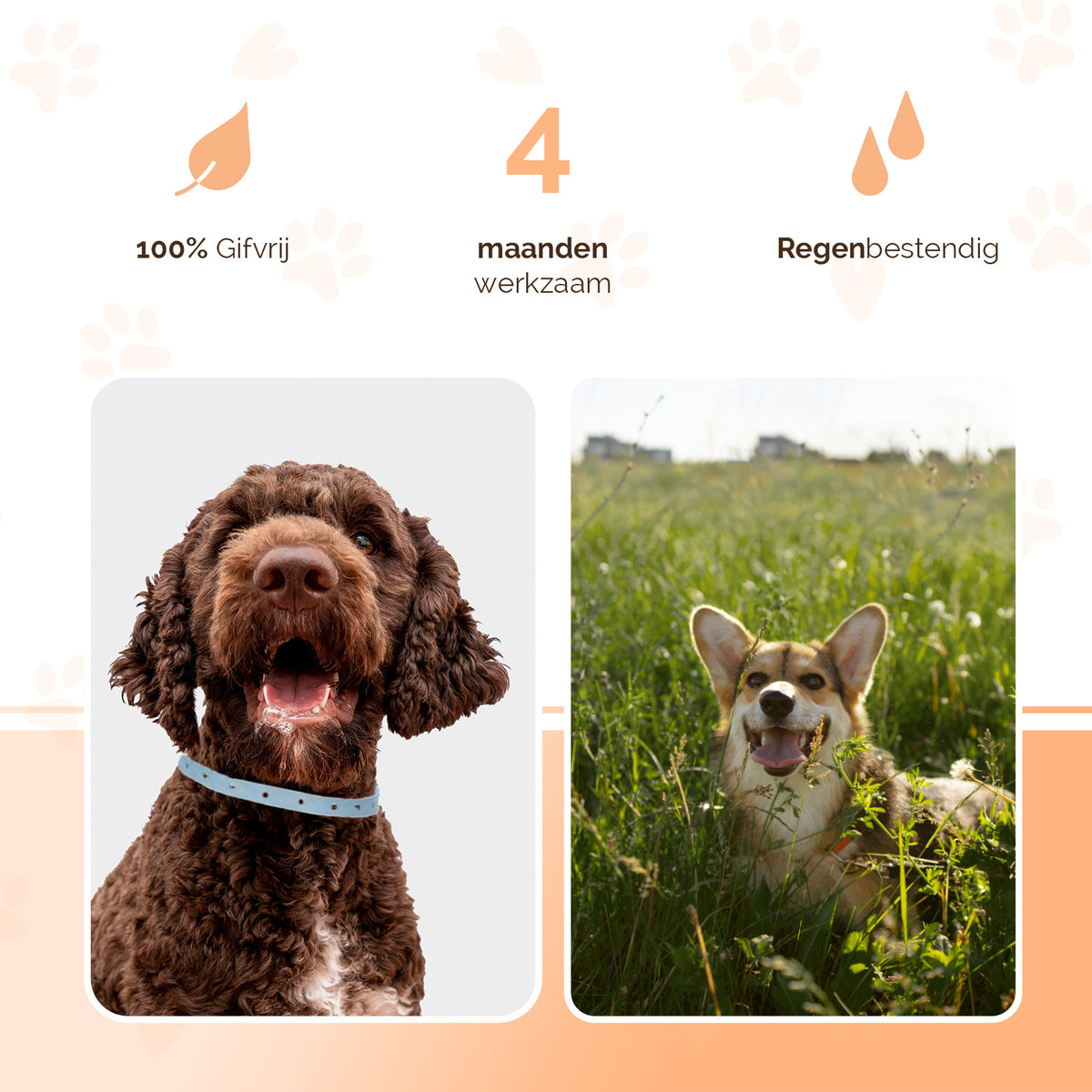 Knock Pestcontrol Vlooien/Tekenband Hond 59 cm NL/FR