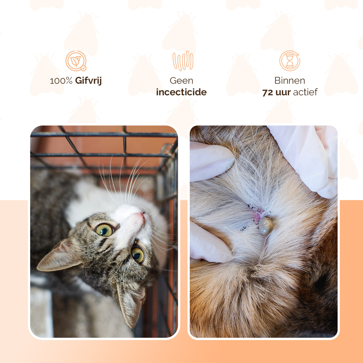 Knock Pestcontrol vlooien-tekenpipet Kat NL/FR