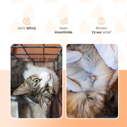 Knock Pestcontrol vlooien-tekenpipet Kat NL/FR